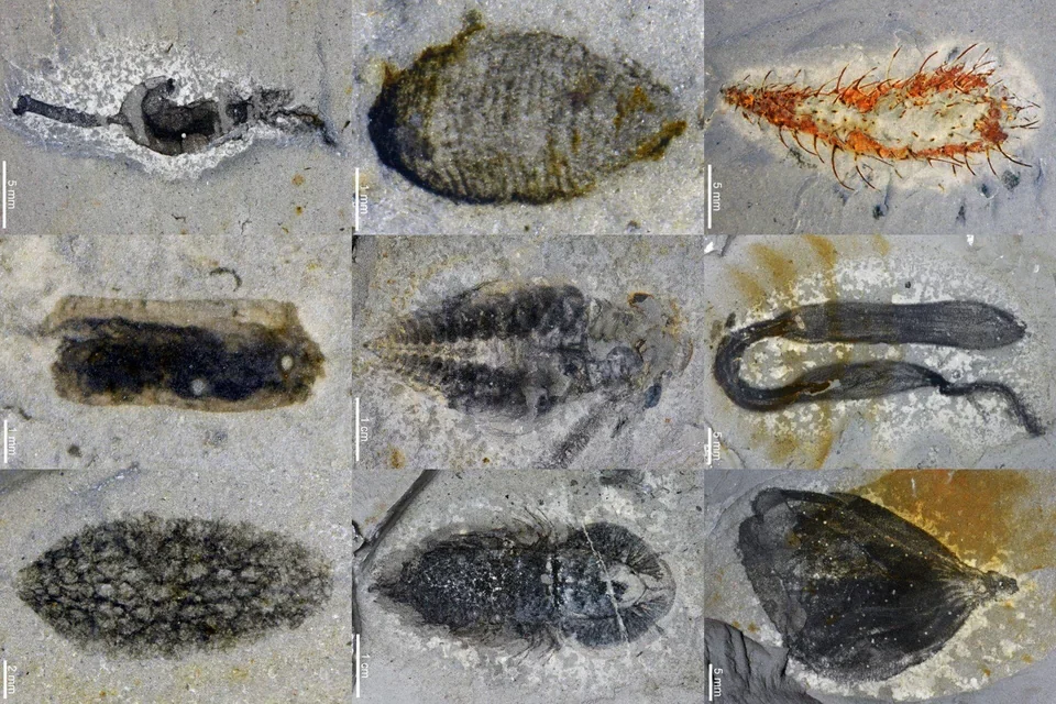 A Windfall from Compact Rock Faces