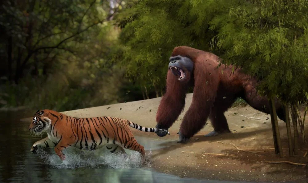 1. It Was, Without Question, the Largest Primate That Ever Lived