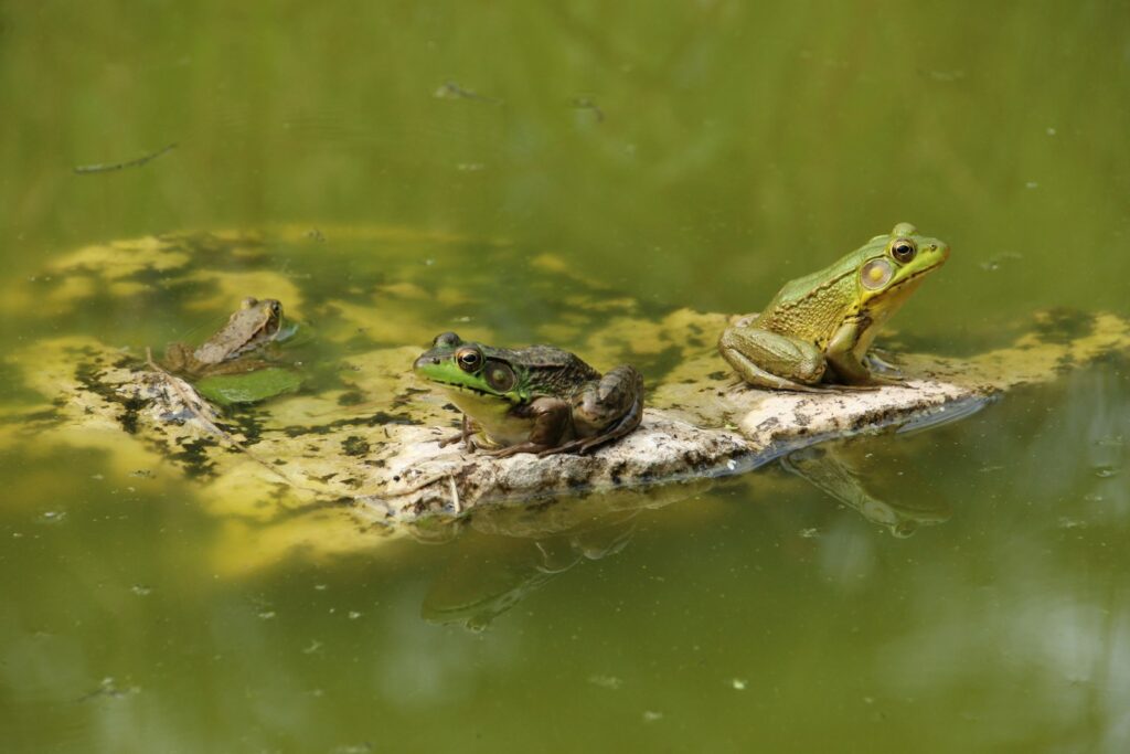 Modern Amphibians: Ancient Survivors Under Siege