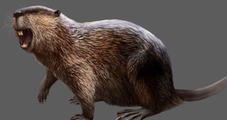 11. The Giant Beaver: The Rodent That Dwarfed a Bear Cub 