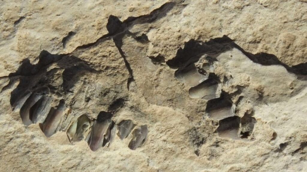 The Nefud Desert Footprints, Saudi Arabia: Humans in a Forgotten Green World