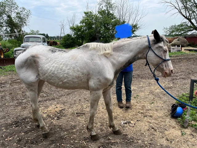 Rescued Horse Overcomes Trader Stress and Severe Hoof Agony
