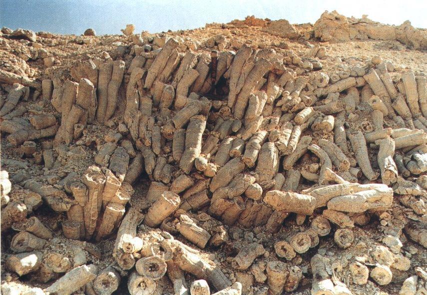 10. The Ocean's Reefs Were Built by Giant Clam-Like Creatures, Not Coral 