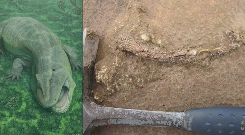 Puzzling Jaws Emerge from Isolation