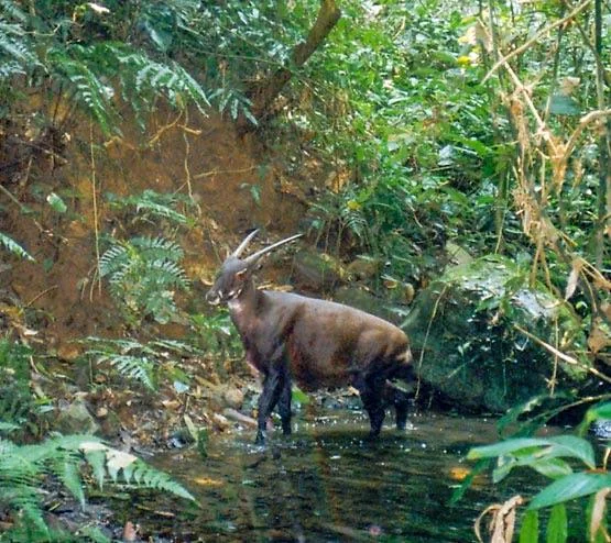 6. The Last Confirmed Wild Sighting Was Over a Decade Ago