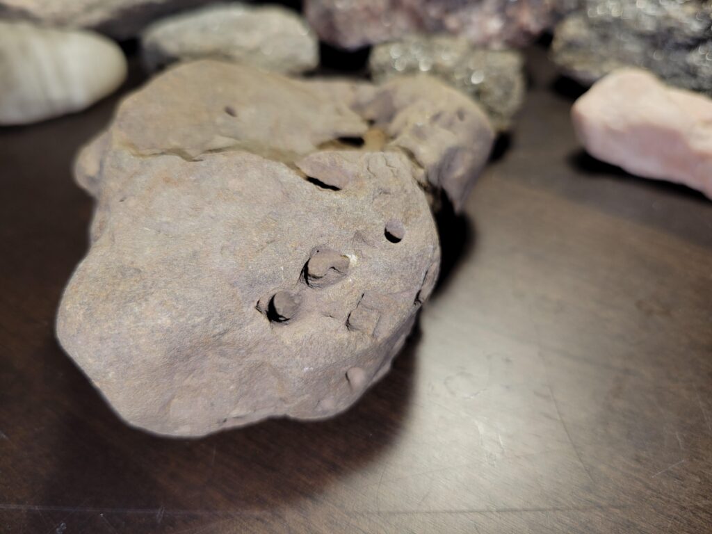 What Fossilized Burrows Reveal About Social Behavior and Group Living