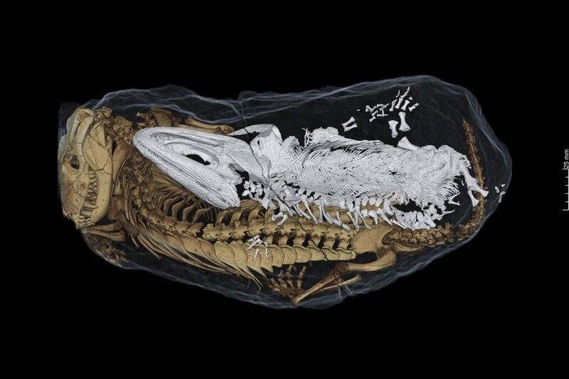 Modern Science and Technology Are Unlocking Burrow Secrets Like Never Before