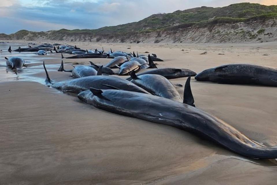 A Troubling Rise in Strandings
