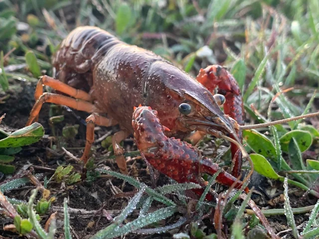 Thriving Farms Face Unseen Foes