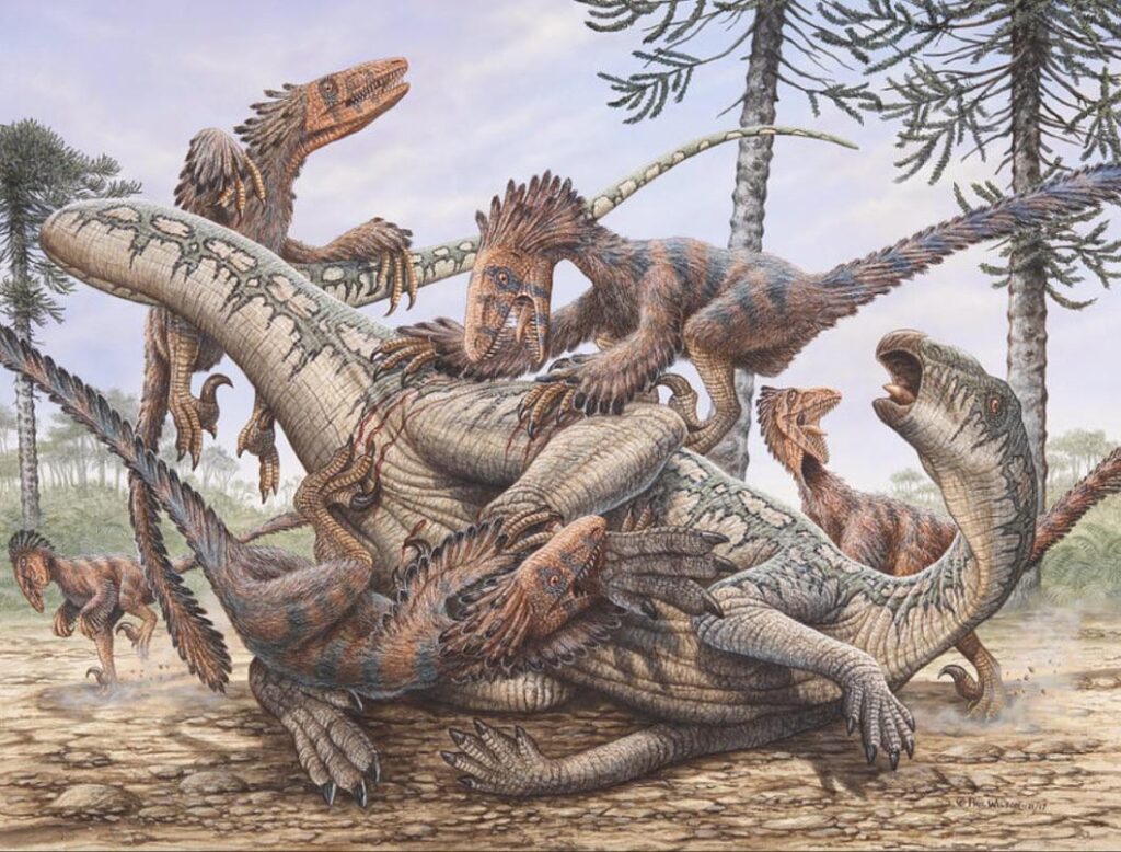 Velociraptor: Debunking the Pack Hunter Myth