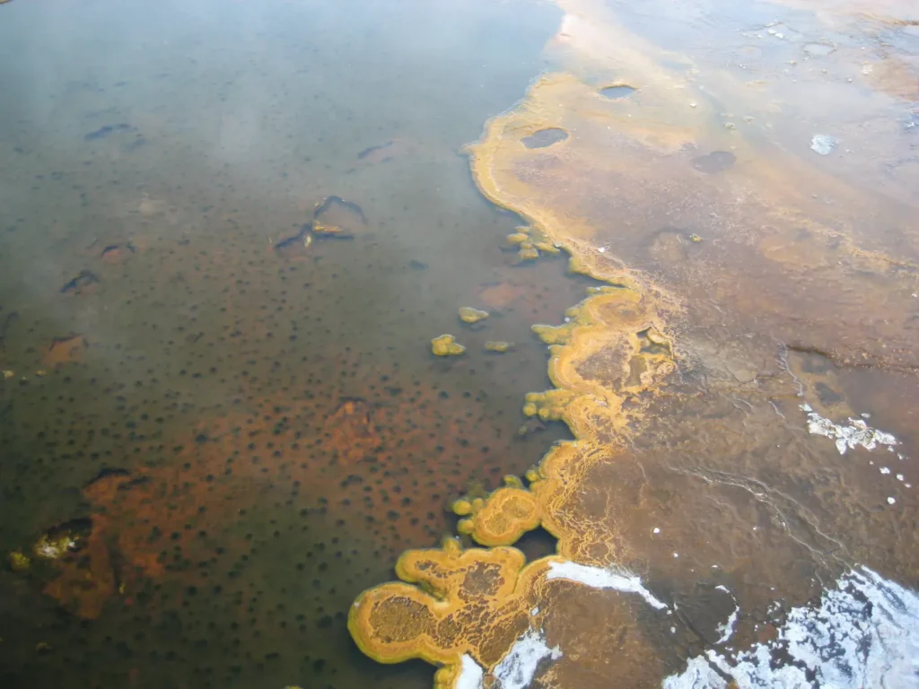 The Unexpected Link Between Ancient Microbes and Modern Ecosystems Revealed