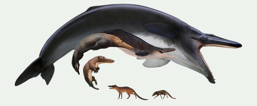 The Evolutionary Journey: How Whales Evolved from Land-Dwelling Mammals