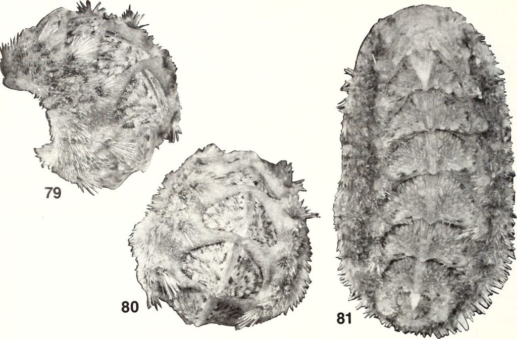 A Spiny Survivor Hiding in Plain Sight