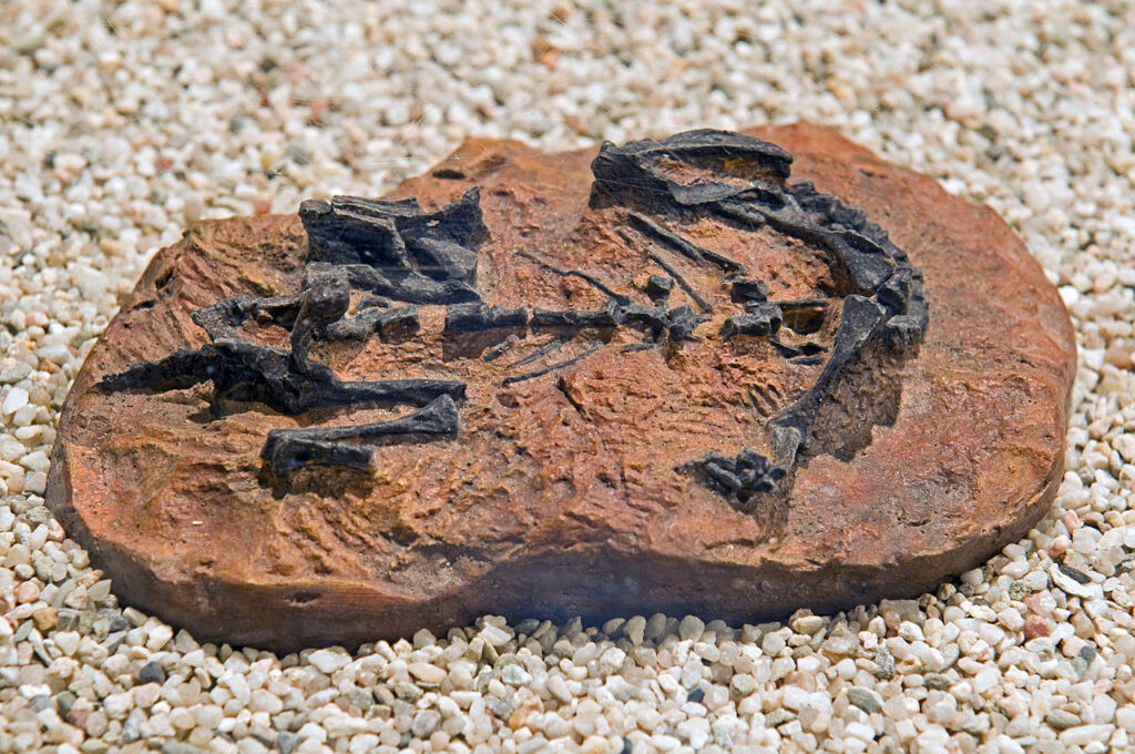 5. Mussaurus patagonicus - The Jurassic Graveyard That Rewrote History
