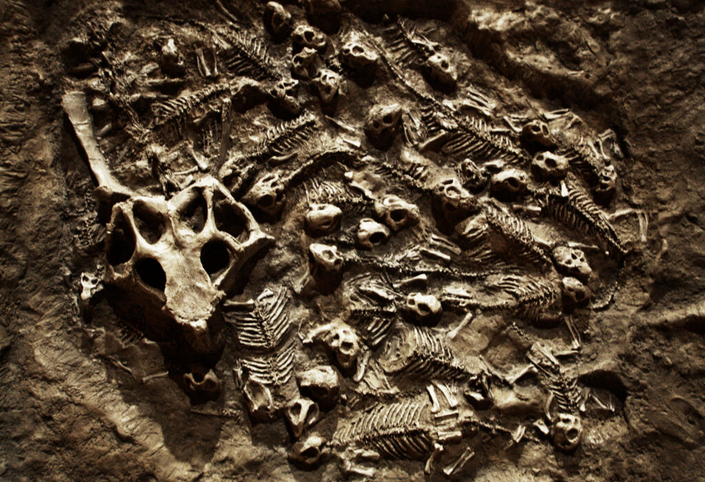 3. Psittacosaurus and Its 34 Hatchlings - A Family Portrait in China