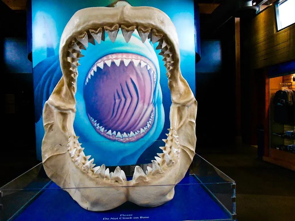 The Megalodon: Unraveling the Mystery of the Ocean's Ultimate Prehistoric Predator
