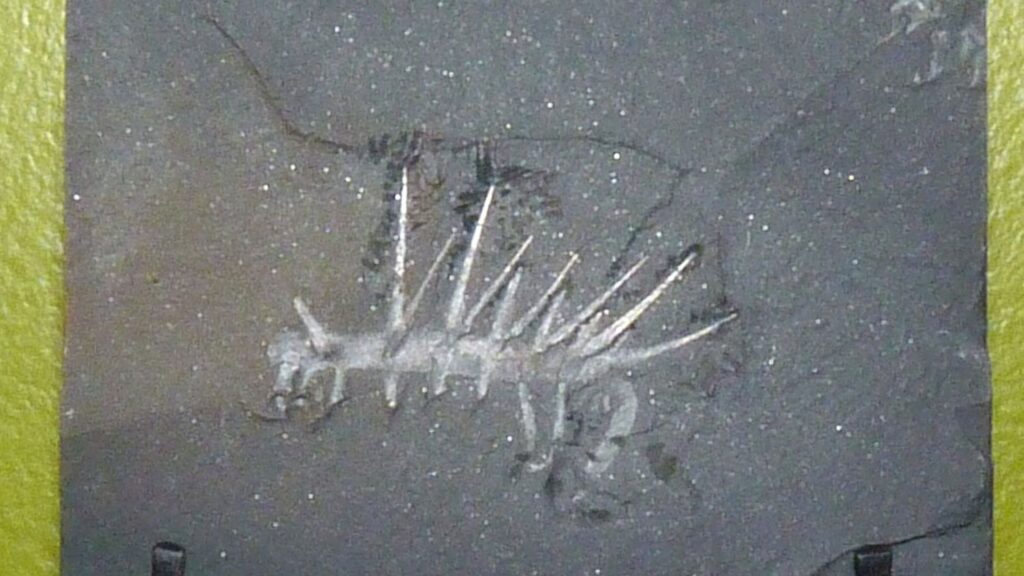 10 Iconic Fossils That Changed Our View of Life on Ancient Earth