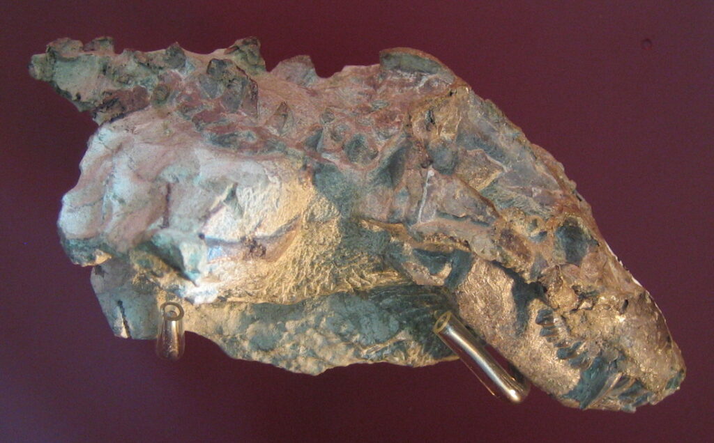 250-Million-Year-Old Fossil Reveals Origins of Our Unique Hearing