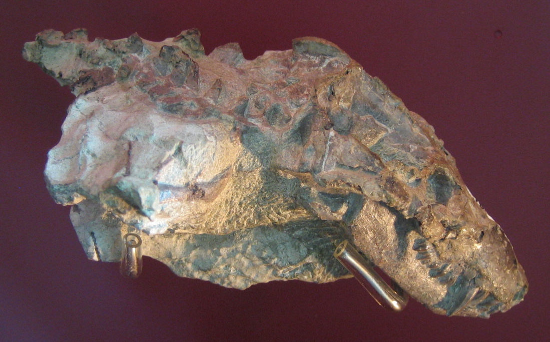 250-Million-Year-Old Fossil Reveals Origins of Our Unique Hearing