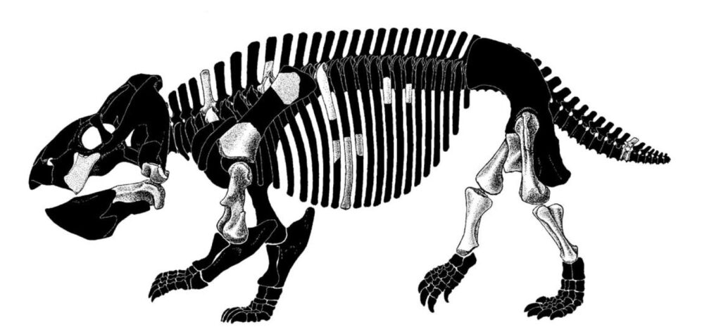 Gigantic Mammal 'Cousin' Discovered