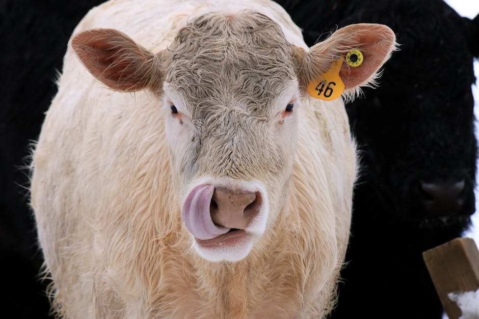 New Cow Vision Goggles Reveal The Hidden Stress Livestock Face Every Day
