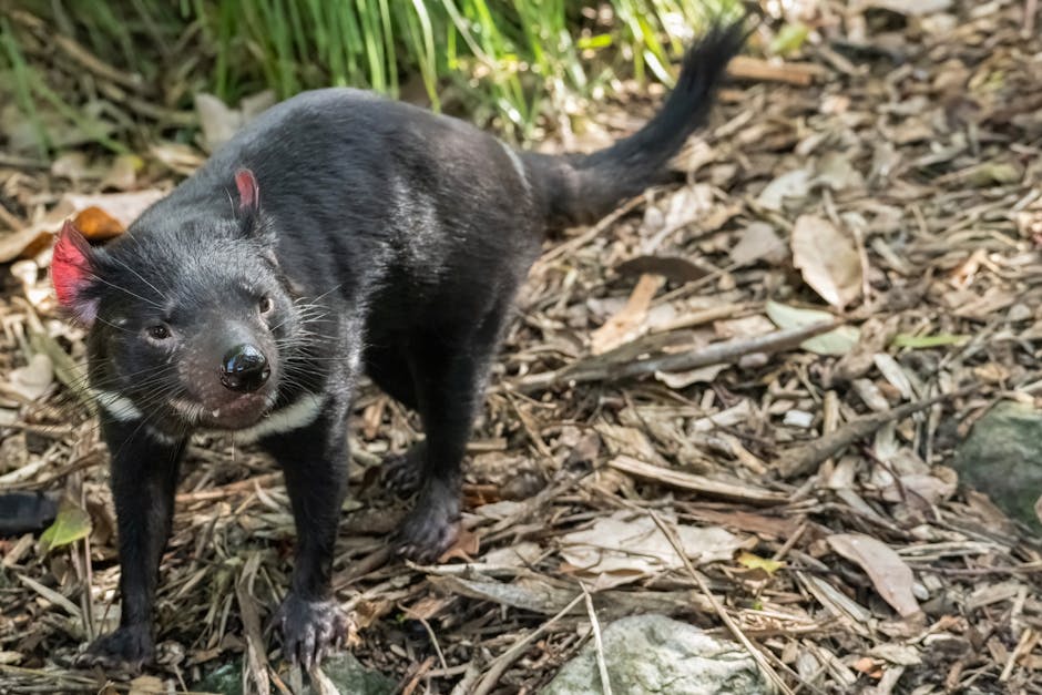 What Tasmanian Devils Are Teaching Us About Contagious Cancer