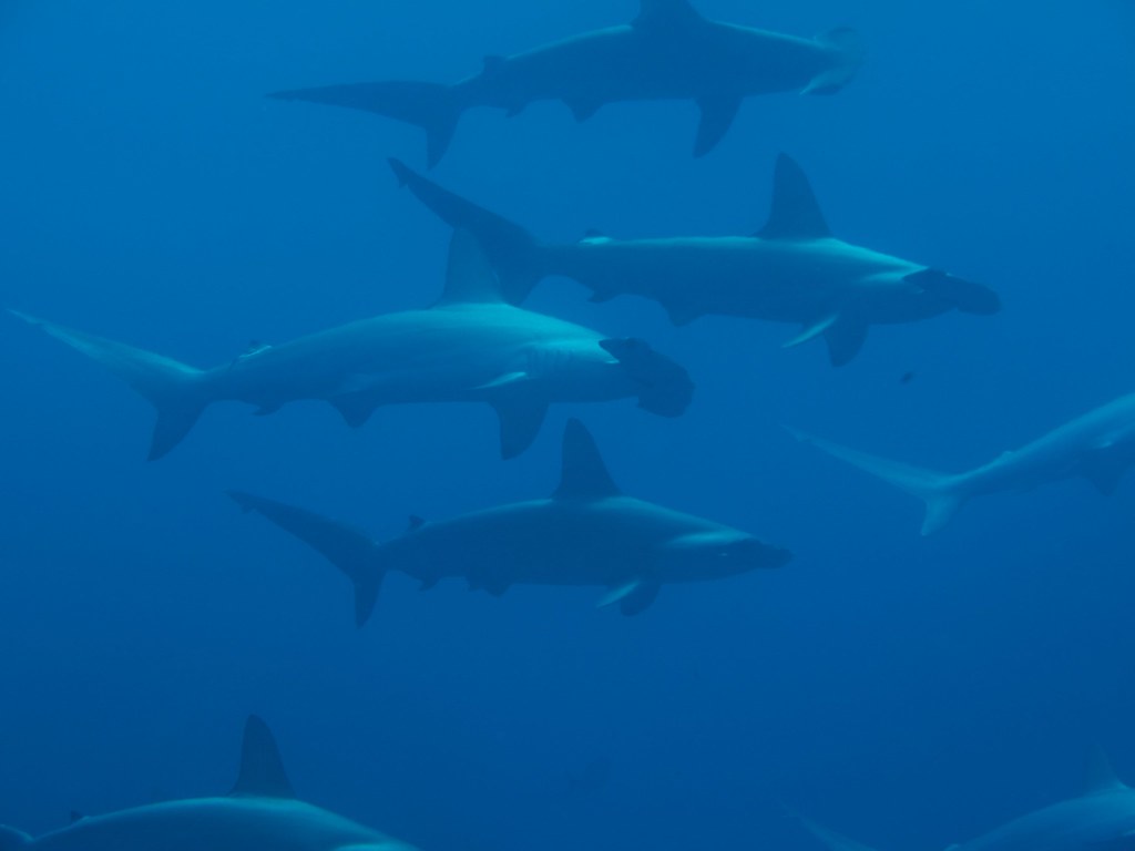 A ‘big book’ documenting Cameroon’s sharks & rays fills critical conservation gap