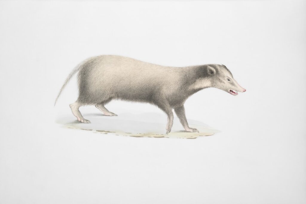 Melanosome patterns in Mesozoic mammals suggest they had dark, uniformly dull fur coloring