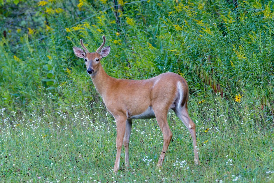 Toxoplasmosis more prevalent in suburban deer