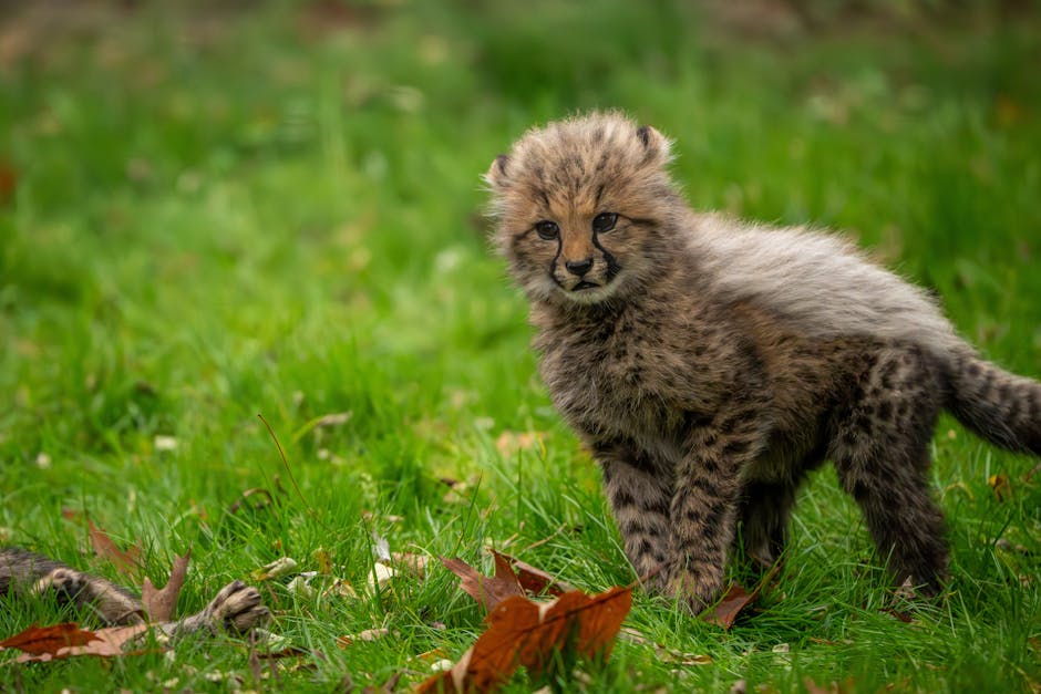 Milestone for first India-born cheetah 'Mukhi'