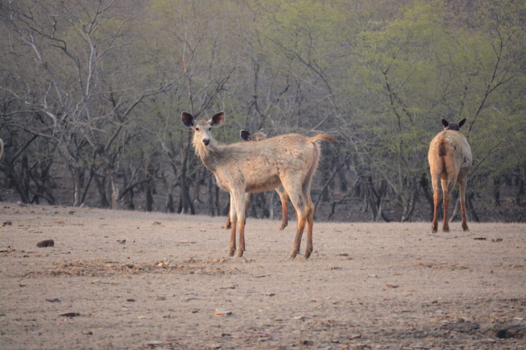 East to West: The Journey of India's Wildlife Conservation Efforts