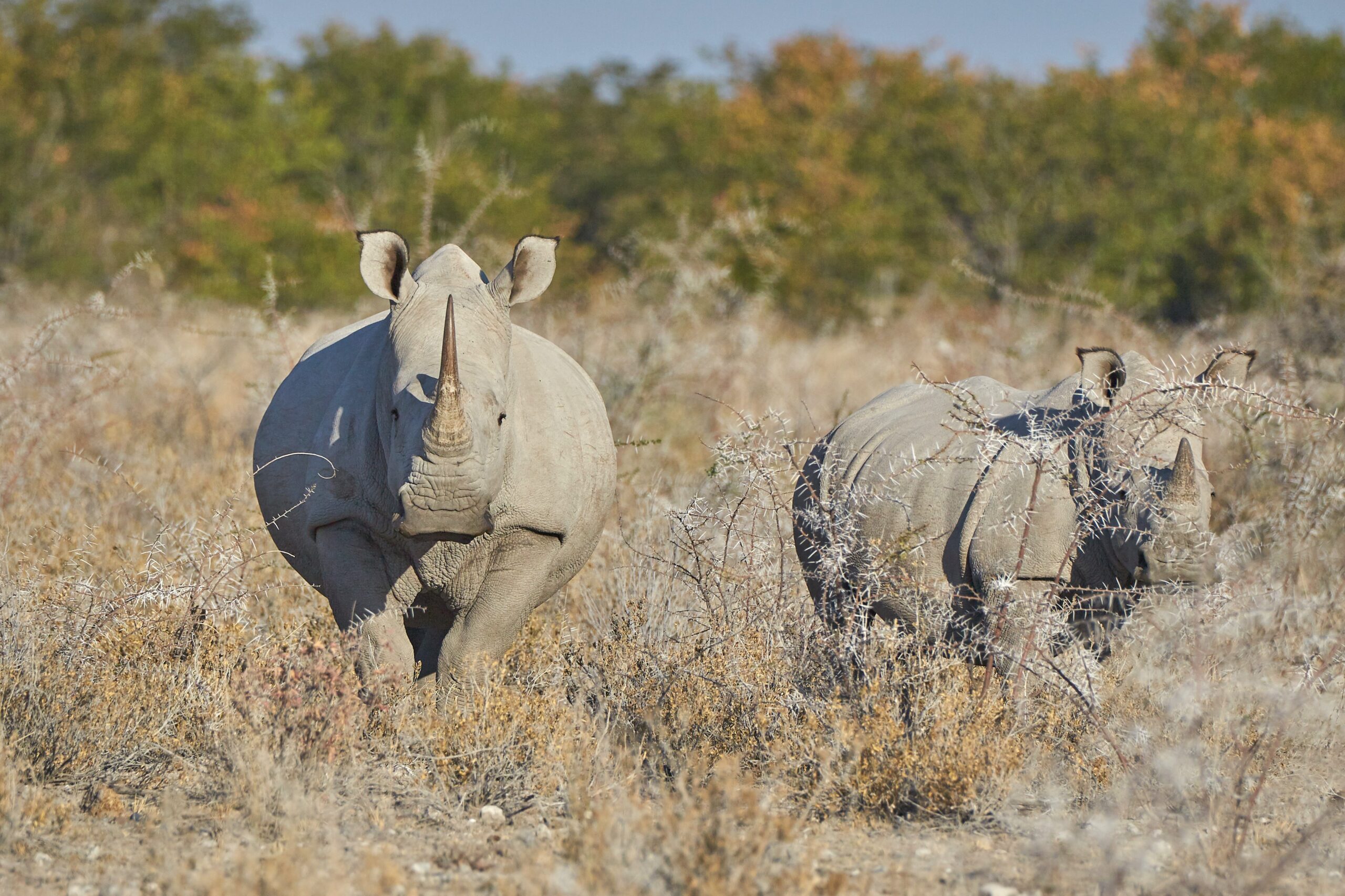Decades after poaching drove them extinct, rhinos are back in the wild in Uganda