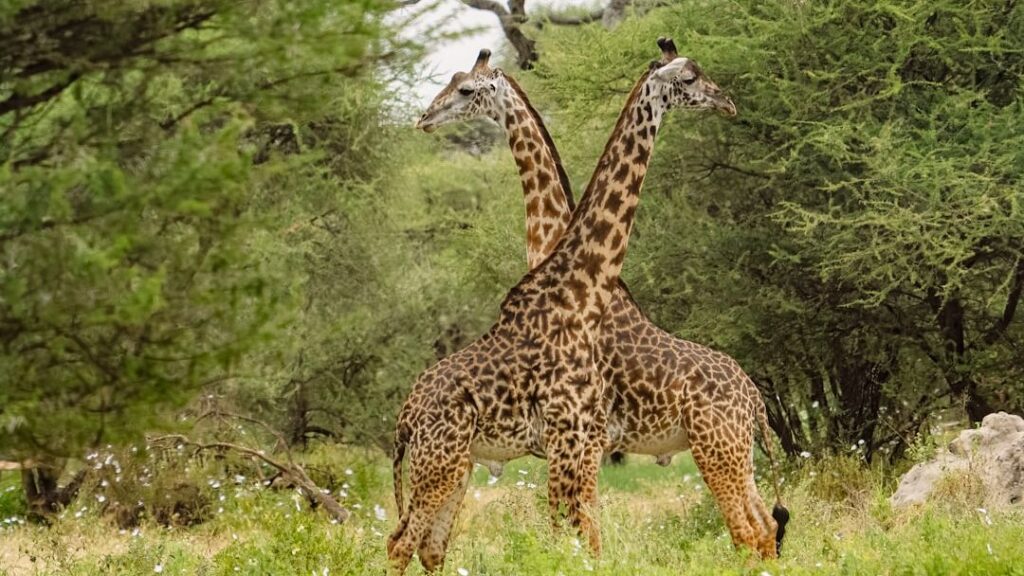 14 Ways Evolution Shaped the Animals We See Today