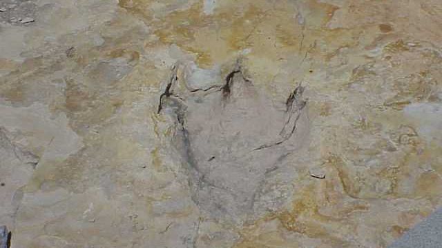Fossilized Footprints Reveal Epic Journeys of Ancient Animals