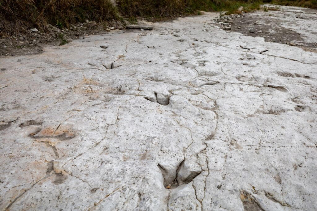 Researchers Found 24 Tracks in a Polar Region, Revealing How Dinosaurs Rocked a Frozen World