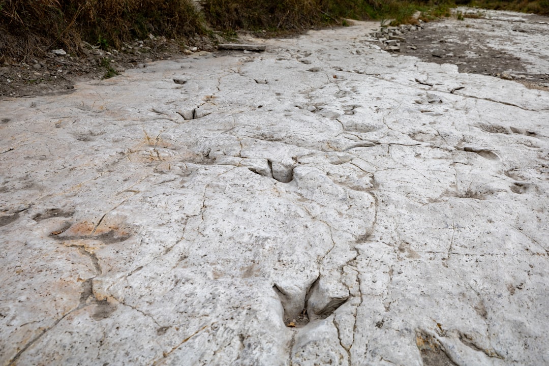 Researchers Found 24 Tracks in a Polar Region, Revealing How Dinosaurs Rocked a Frozen World