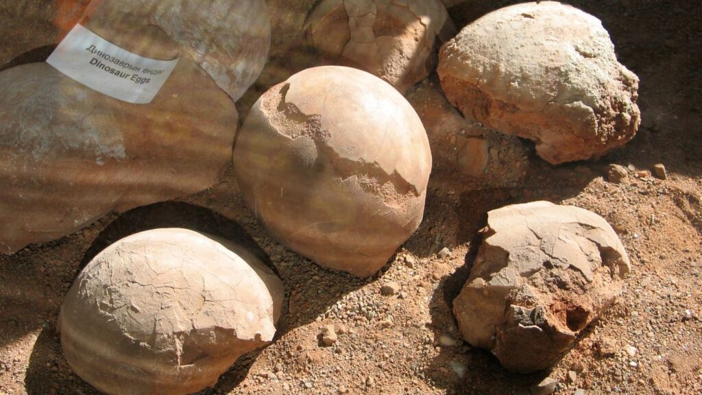 8 Hidden Treasures: Unearthing The Most Incredible Dinosaur Eggs Ever Found