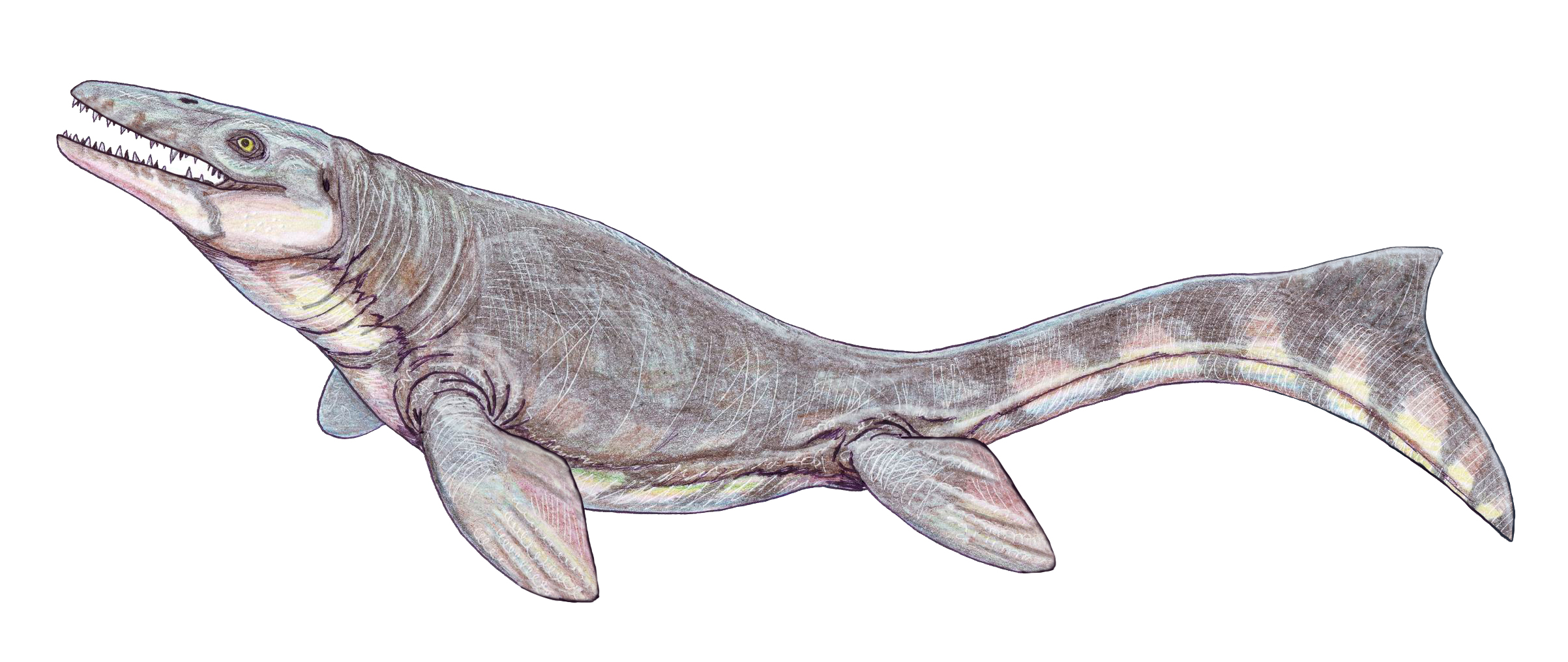 A Prehistoric Sea Monster the Size of a Bus Once Ruled the Seas of What Is Now Mexico