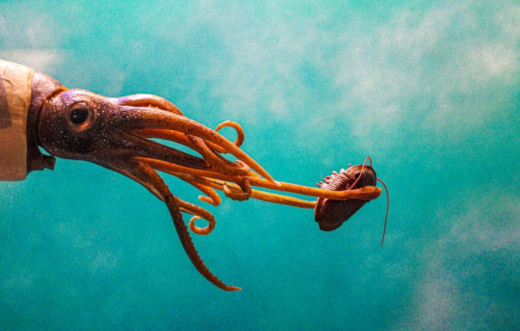 How squid survived Earth’s biggest extinction and took over the oceans