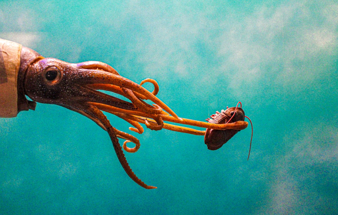 How squid survived Earth’s biggest extinction and took over the oceans
