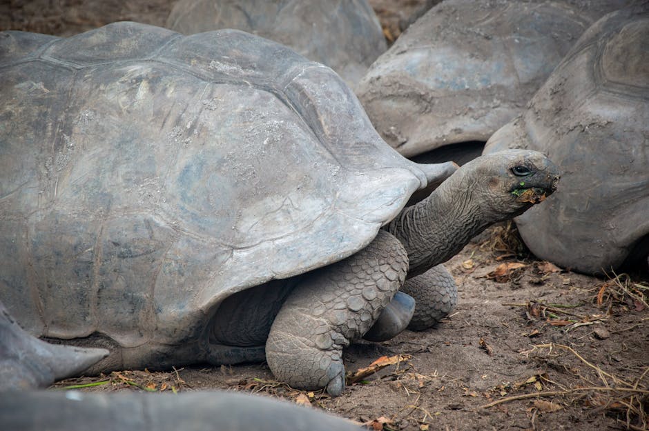 Return of the giant tortoises