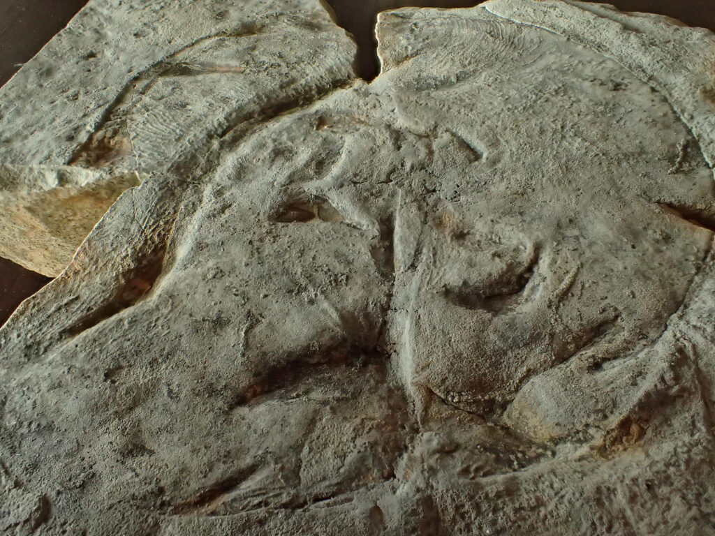 'Jaw-dropping' fossils reset the clock on when complex animals evolved