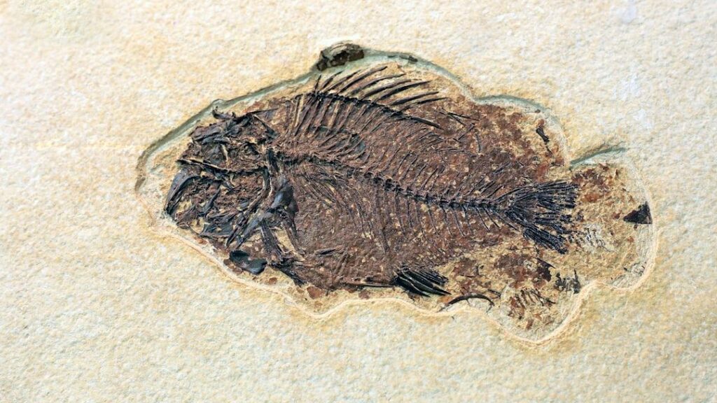 8 Amazing Fossils That Show Evolution's Unstoppable March Across Millennia