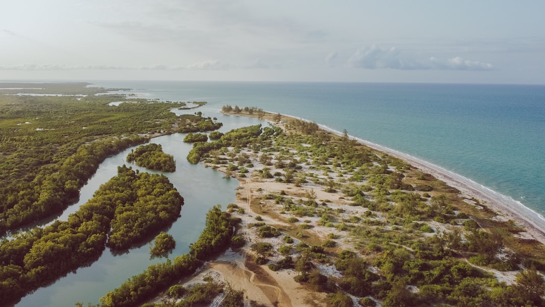 Green and gray: Mangroves and dikes show potential in protecting shorelines together