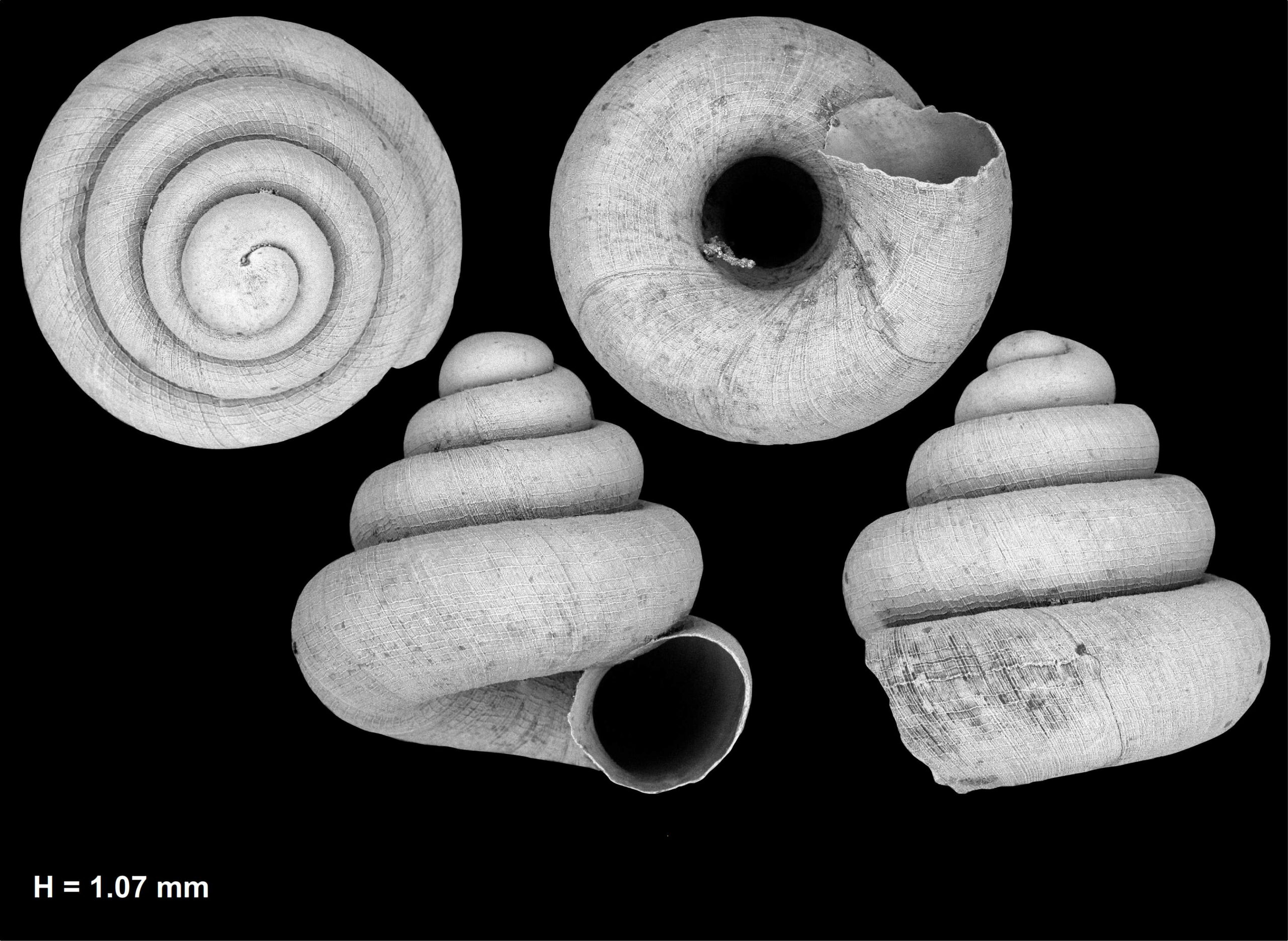 New species discovered in Cambodia’s rare rocky ecosystems