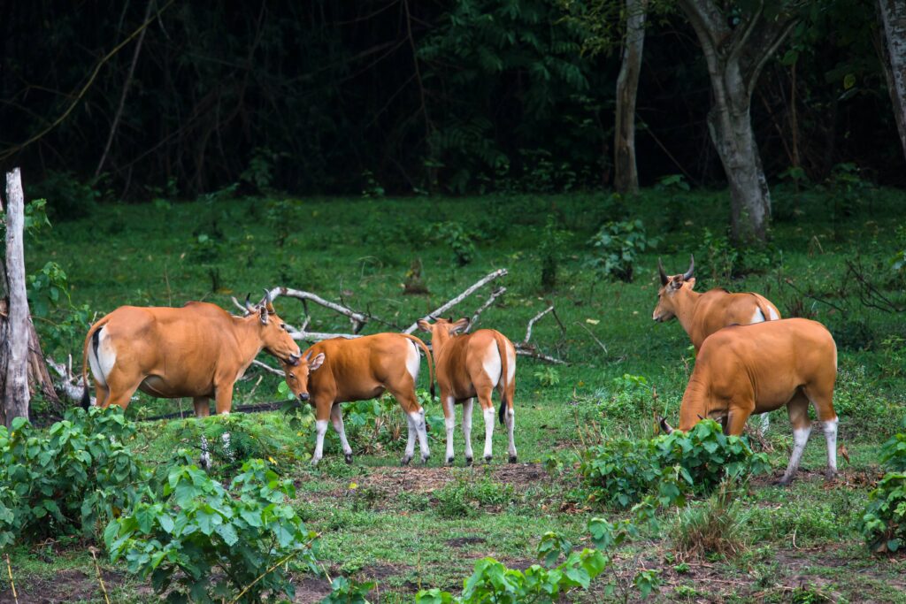 How wild cattle recovery is transforming local livelihoods near key Thai reserve