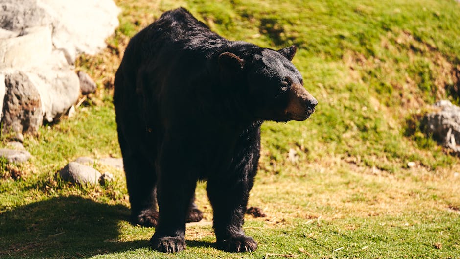 Deadly bear attacks surge in Japan