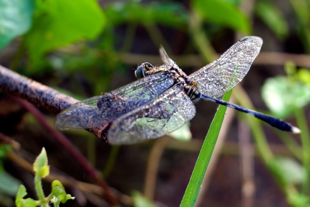 Lions and Tigers and…. Insects, Oh My: The Department of Tropical Research’s Observations of Insects in British Guiana