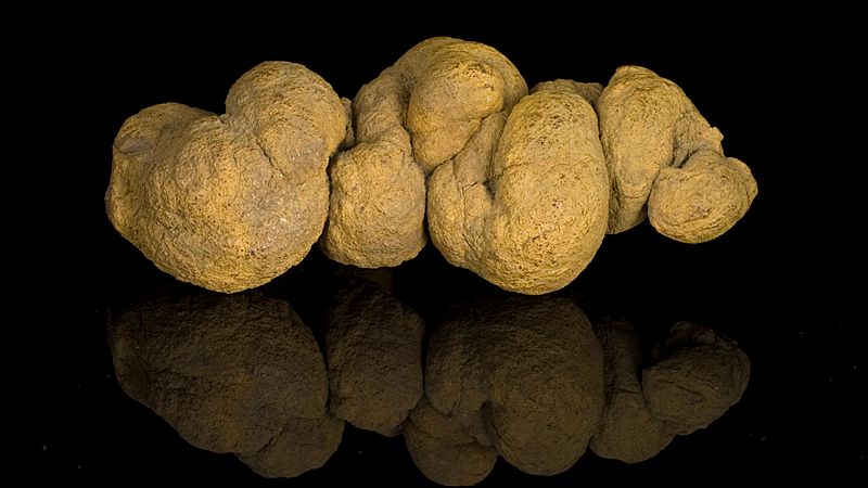 Our Understanding of Dinosaur Diets Is Constantly Being Updated by New Discoveries