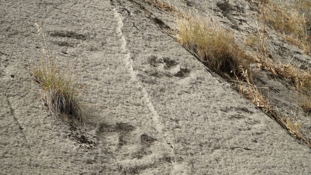 Fossilized Footprints Are a Direct Window Into the Daily Lives of Ancient Creatures